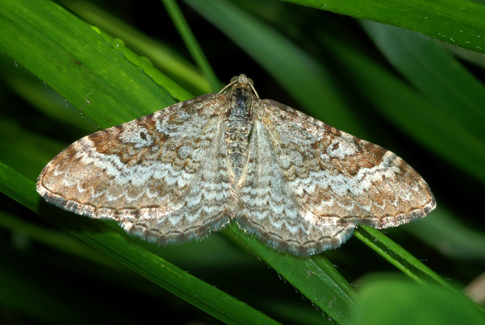 Geometridae da confermare